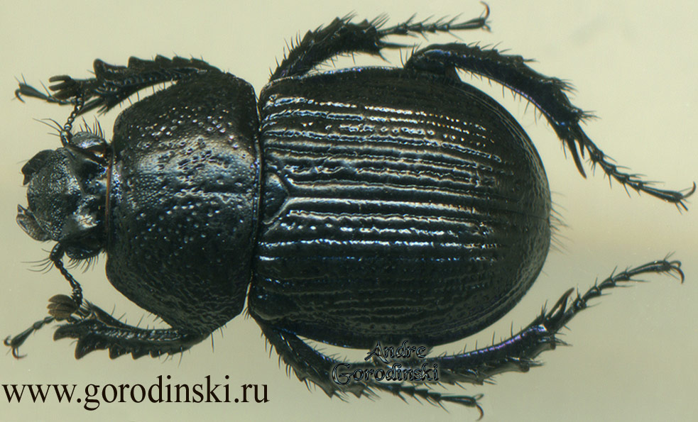 http://www.gorodinski.ru/geotrupes/Odontotrypes biconiferus.jpg